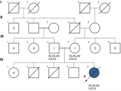 Case report: Homozygous variants of NEB and KLHL40 in two Arab patients with nemaline myopathy